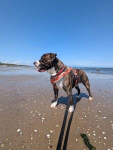 Pet Image